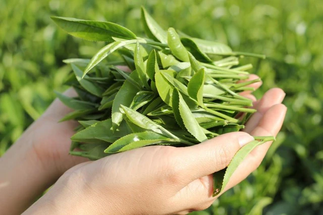 Thói quen uống trà xanh mỗi ngày đem lại nhiều lợi ích mà bạn không ngờ tới
